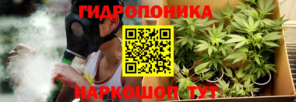 Марихуана сатива Каменка